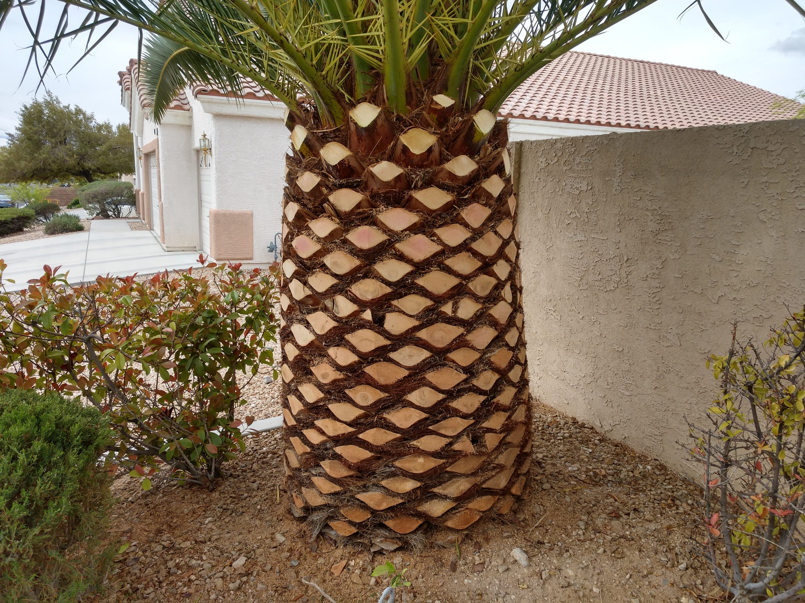 Expert Palm Tree Trimming for a Clean, Manicured Look - After