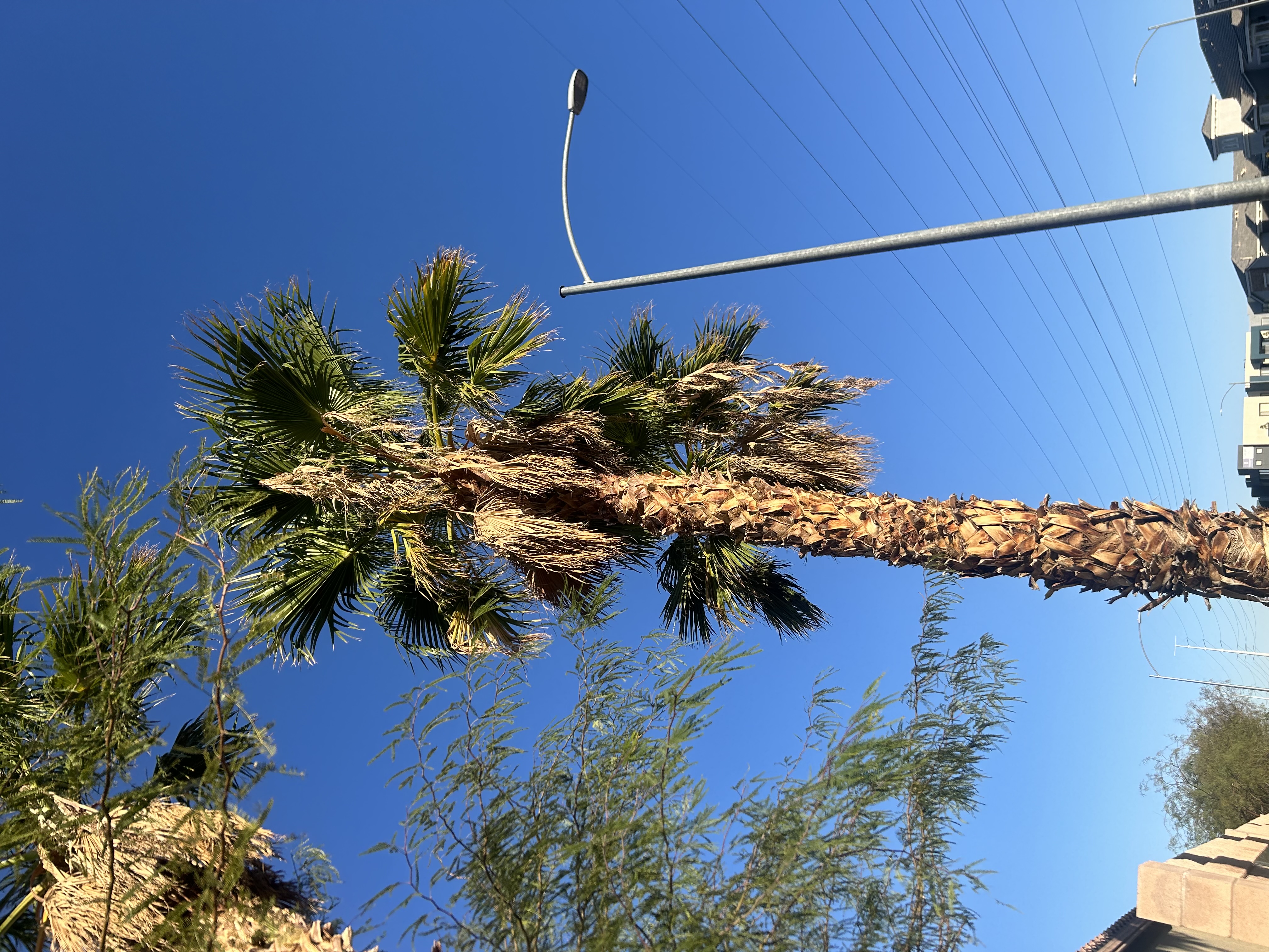 Palm Tree Before Trimming - Overgrown Palm Fronds